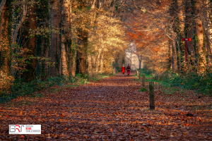 Herfst foto