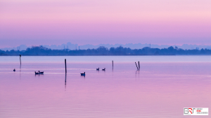 6 eendjes voor zonsopkomst Leekstermeer