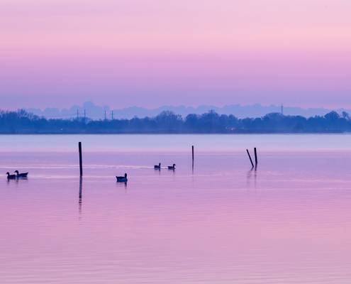 6 eendjes voor zonsopkomst Leekstermeer