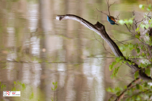 Ijsvogel in reflectie