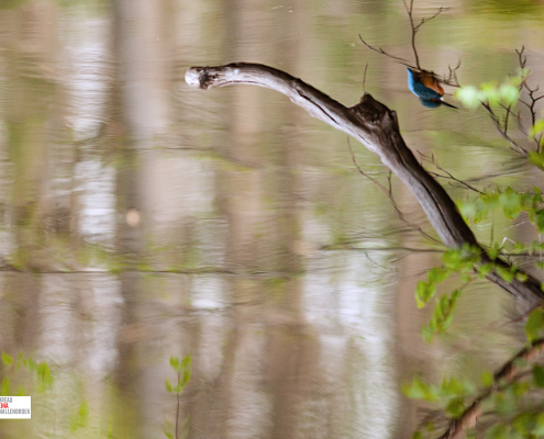 Ijsvogel in reflectie