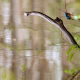 Ijsvogel in reflectie