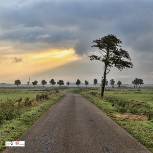 Onlanden - weg en bomen