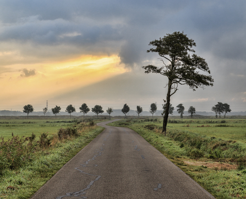 Onlanden - weg en bomen