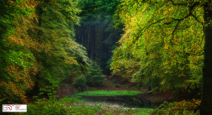 Solsche Gat Speulderbos