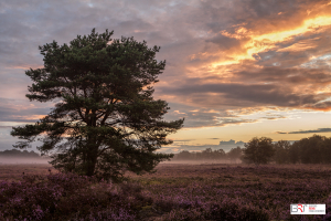 Zonsopkomst Balloerveld