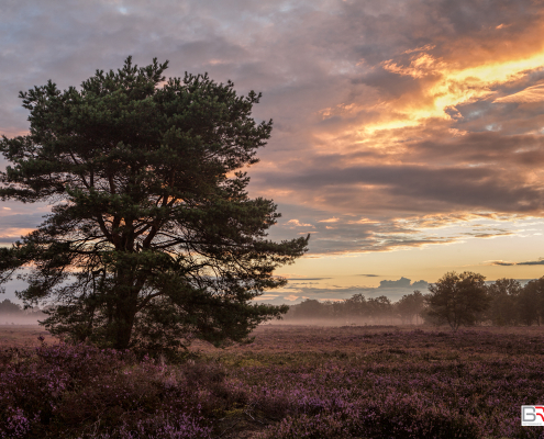 Zonsopkomst Balloerveld