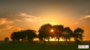 Zonsondergang bomen Onlanden