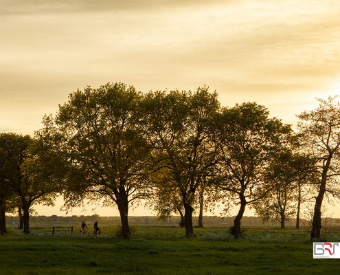 bomen Onlanden met fietsers