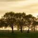 bomen Onlanden met fietsers