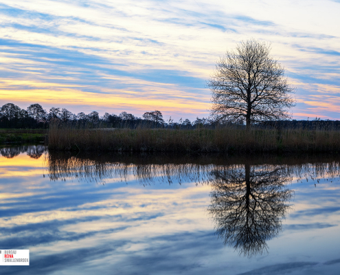 Boom Roderwolde