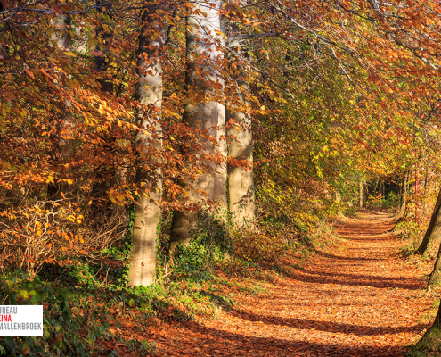 herfst nienoord