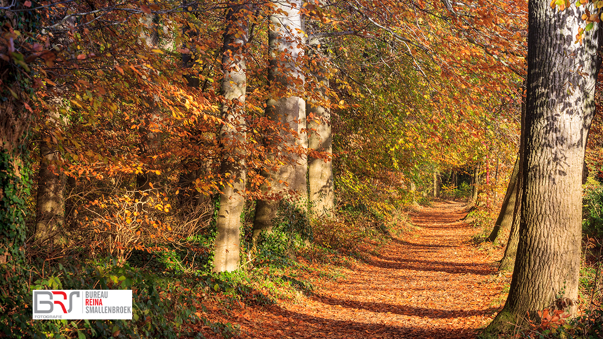 herfst nienoord