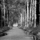 Bos in zwart - wit