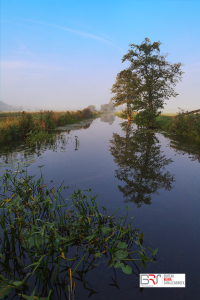 2 bomen Gouwe