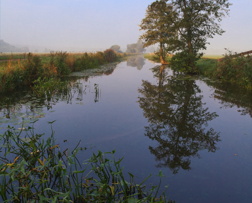 2 bomen Gouwe