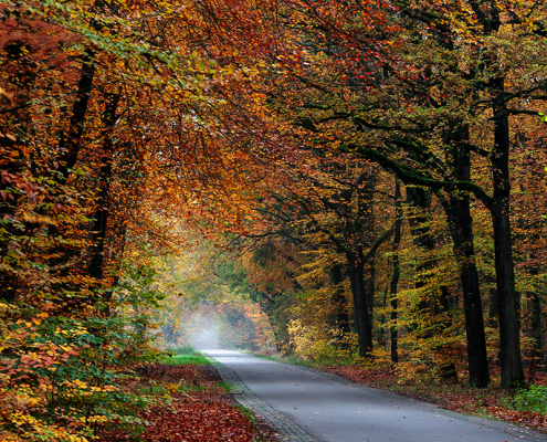 op weg naar Gasselte