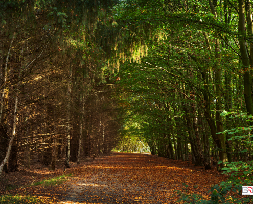 Bos Herfst Trimunt