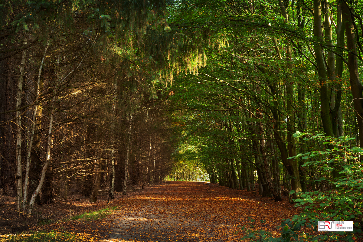 Bos Herfst Trimunt