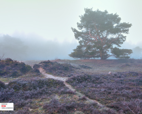 Zeegser Duinen met boom in de mist