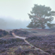 Zeegser Duinen met boom in de mist