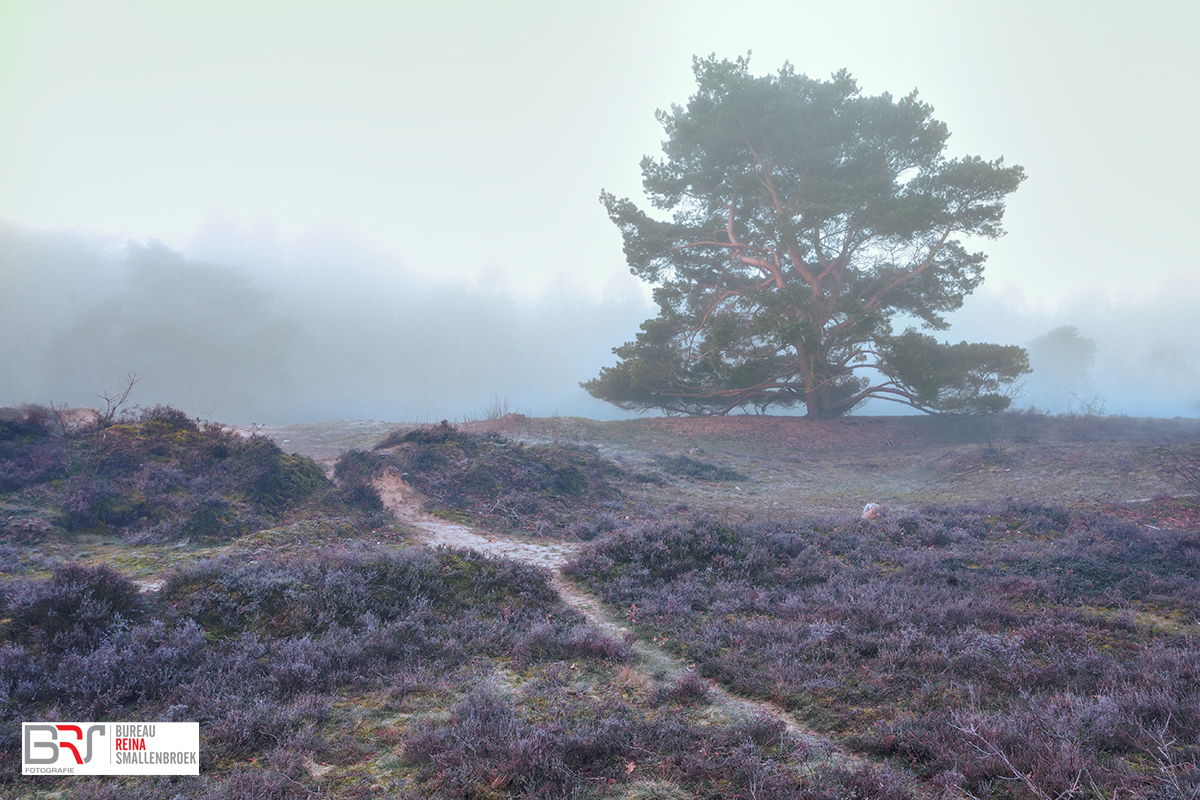 Zeegser Duinen met boom in de mist