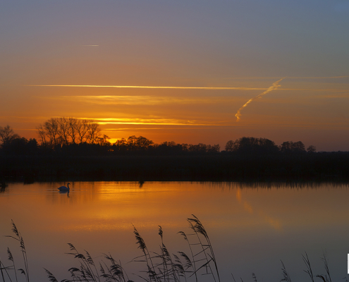 zonsondergang met zwaan Onlanden