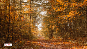 Herfst Bakkeveen