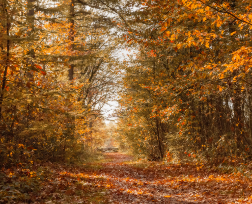 Herfst Bakkeveen