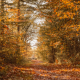 Herfst Bakkeveen