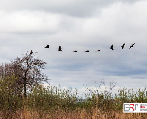 in vogelvlucht