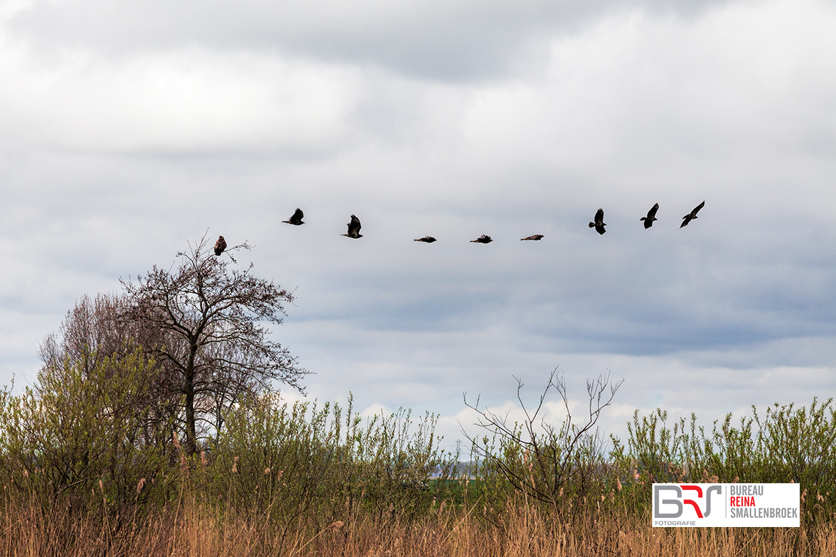 in vogelvlucht