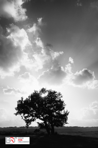 Boom met wolkenlucht