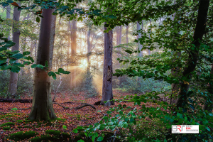 zon door de bomen Nienoord