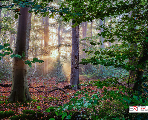 zon door de bomen Nienoord