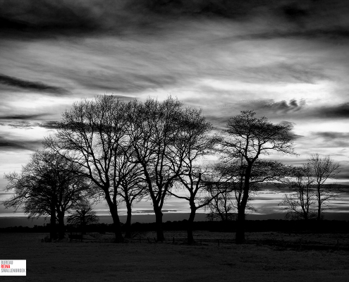 Bomen in De Onlanden