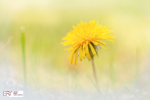 Paardenbloem