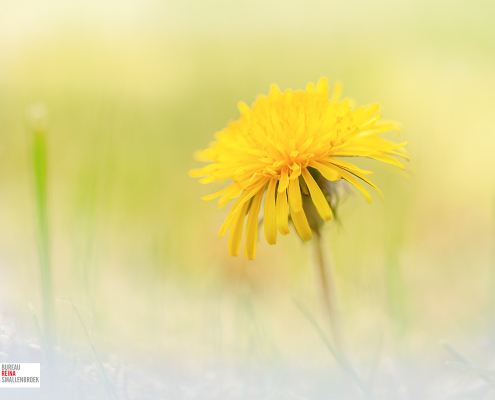 Paardenbloem