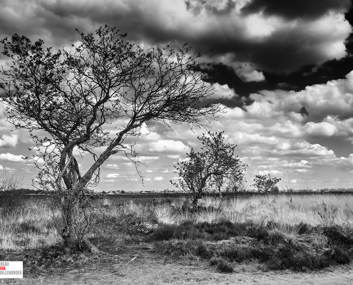 3 op een rij Balloërveld