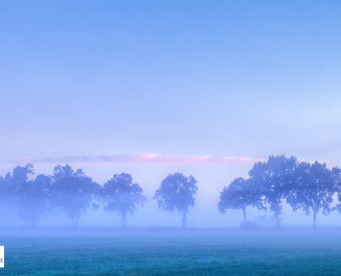 Bomen in De Onlanden