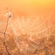 Spinnenweb