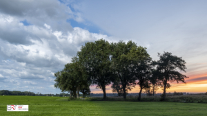 Bomen in De Onlanden dag versus zonsondergang