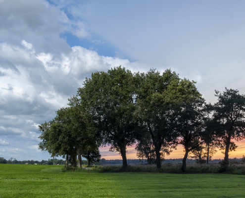 Bomen in De Onlanden dag versus zonsondergang