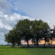Bomen in De Onlanden dag versus zonsondergang