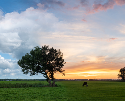 Bomen in De Onlanden dag versus zonsondergang