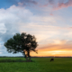 Bomen in De Onlanden dag versus zonsondergang