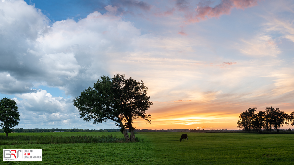 Bomen in De Onlanden dag versus zonsondergang