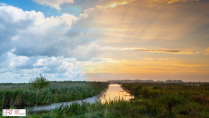 Bomen, water in De Onlanden dag versus zonsopkomst