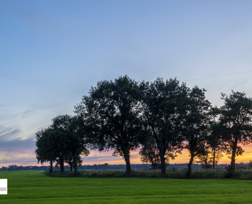 zonsondergang bomen De Onlanden