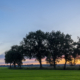 zonsondergang bomen De Onlanden